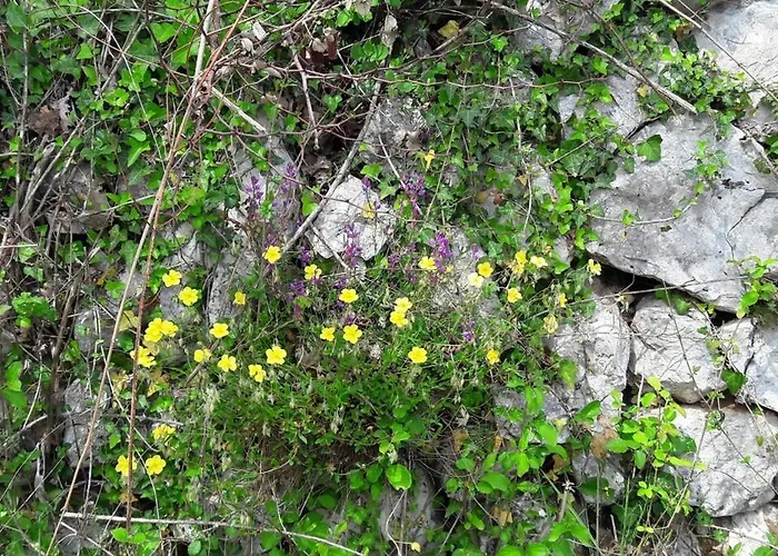 Lavanda, 50m From The Beach, Sea View 万塔西西