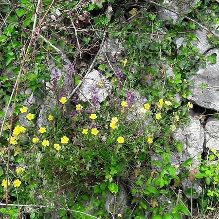 Lavanda, 50m From The Beach, Sea View Вантачичи